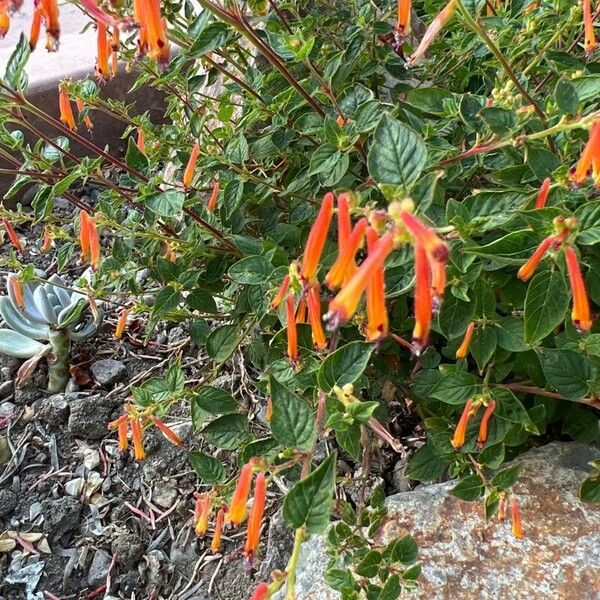 Cuphea cyanea Flower