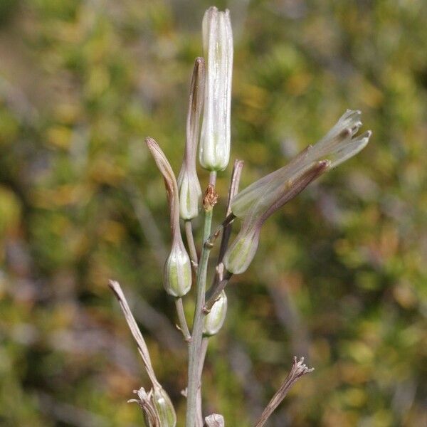 Chlorogalum pomeridianum Flower