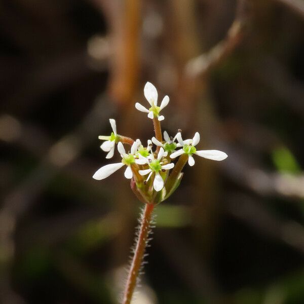 Scandix australis Blomst