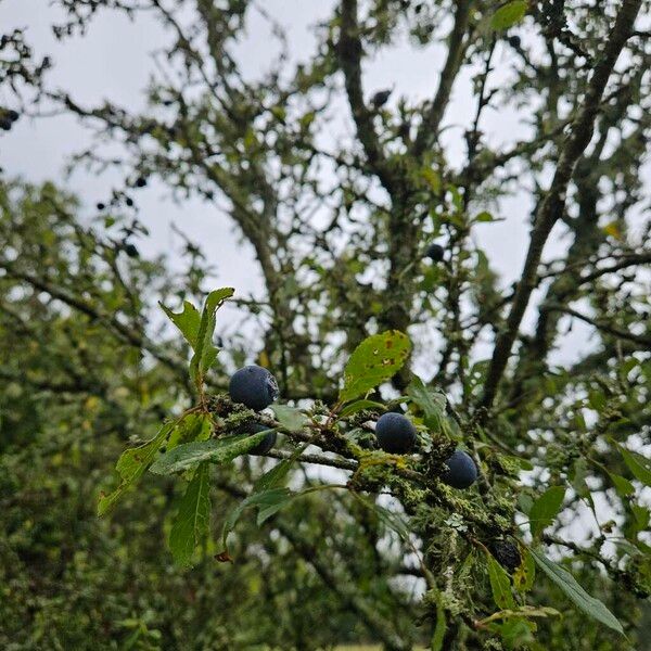 Prunus × fruticans Habitatea