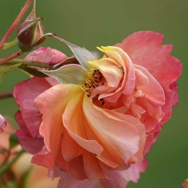 Rosa ferruginea Flors