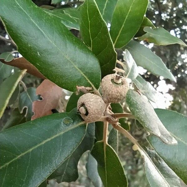 Quercus ilex Ovoce