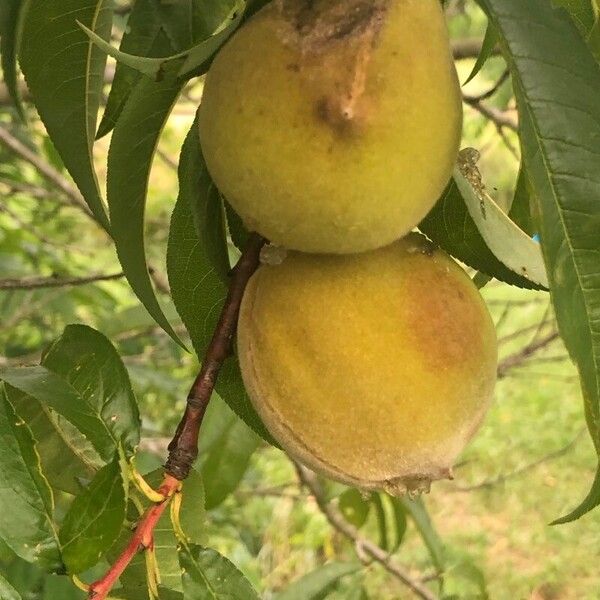 Prunus persica Fruit