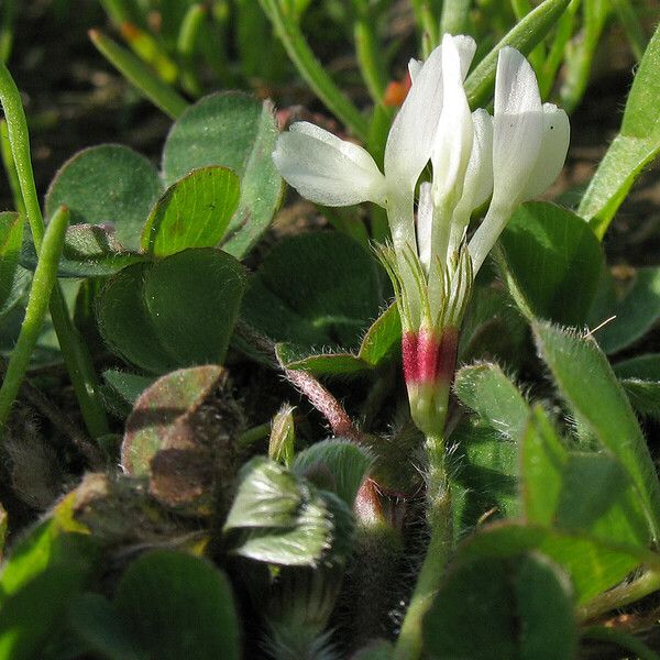 Trifolium subterraneum Blüte