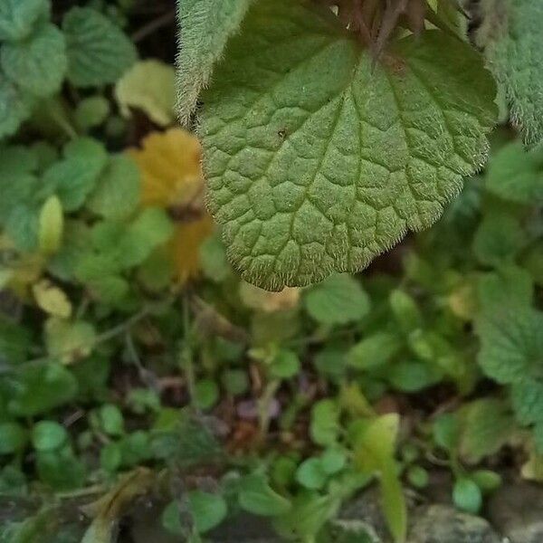 Lamium purpureum 葉