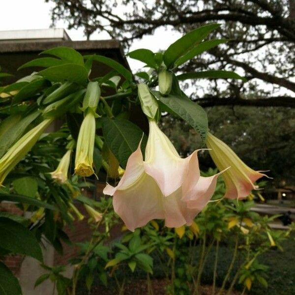 Brugmansia suaveolens Flors