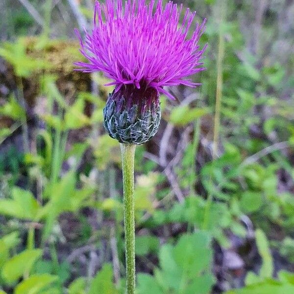 Cirsium tuberosum Blüte