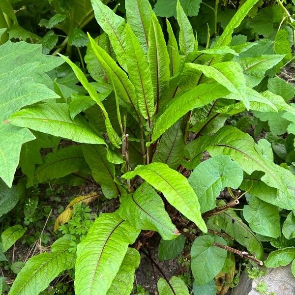 Rumex rugosus Leaf