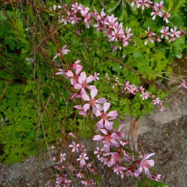 Prunus tenella Характер