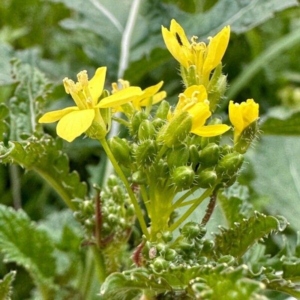 Erucastrum nasturtiifolium Blomst