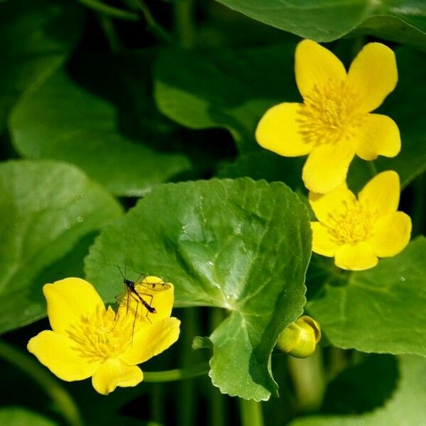 Caltha palustris Vekstform