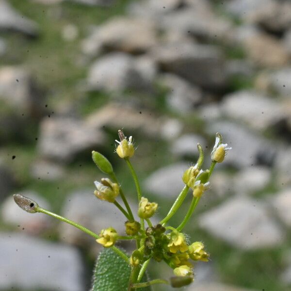 Draba nemorosa Flower