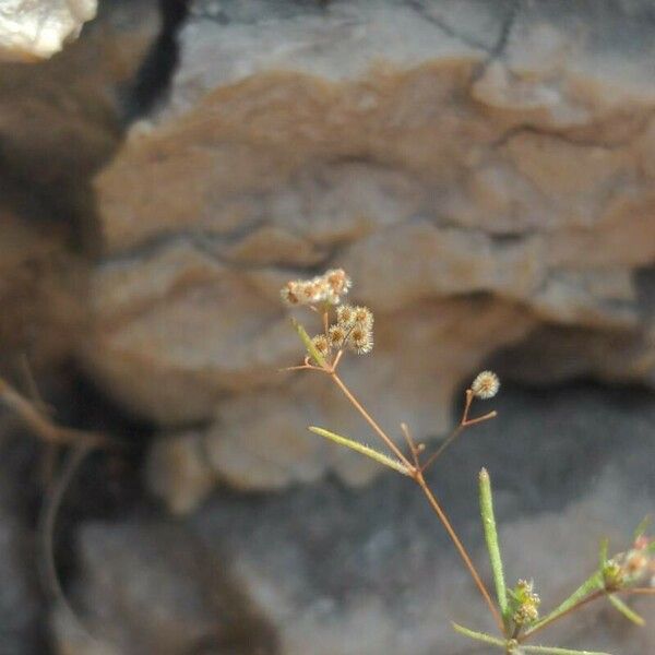 Galium setaceum Flower