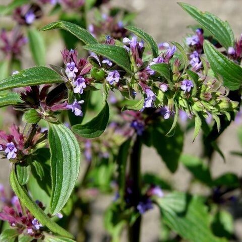 Dracocephalum thymiflorum Habit