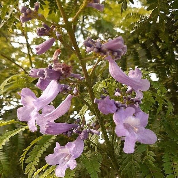 Jacaranda mimosifolia Кветка