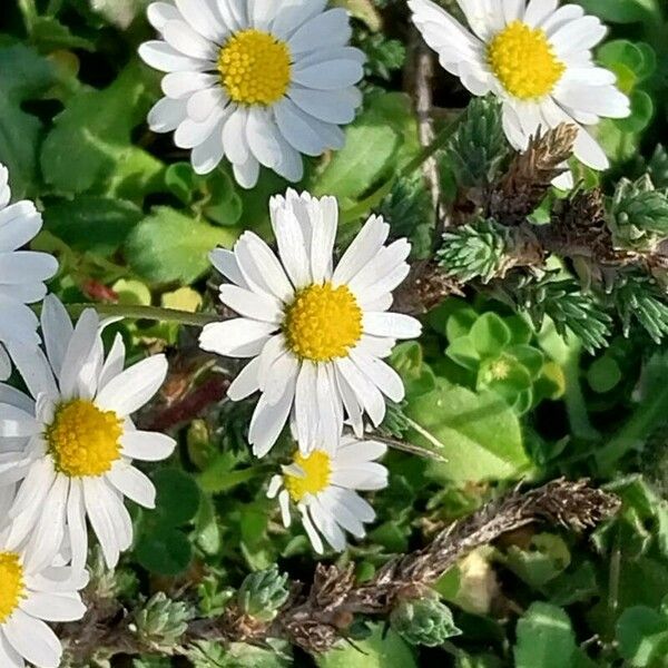 Bellis annua Lorea