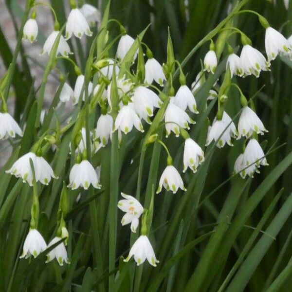 Leucojum aestivum Blüte