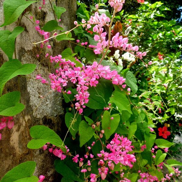 Antigonon leptopus Çiçek