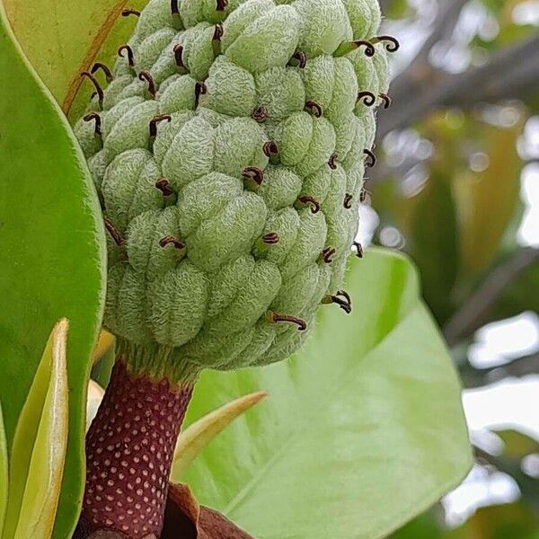Magnolia grandiflora Плод