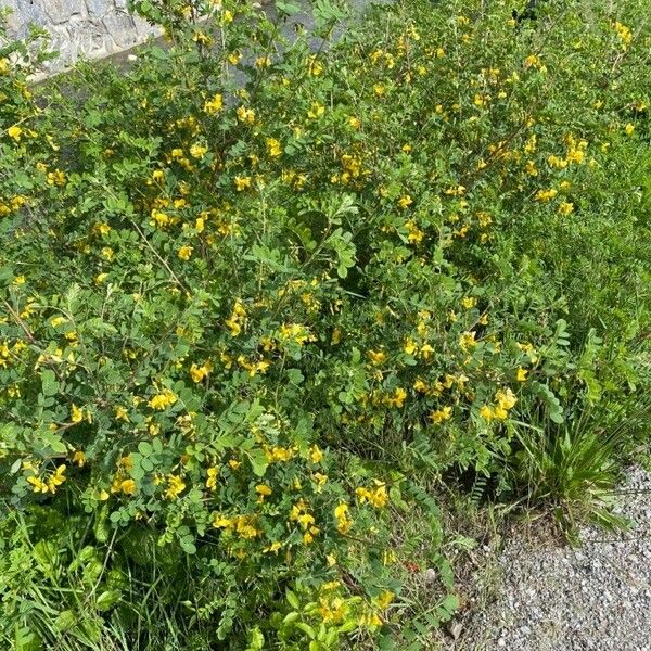 Colutea arborescens Buveinė