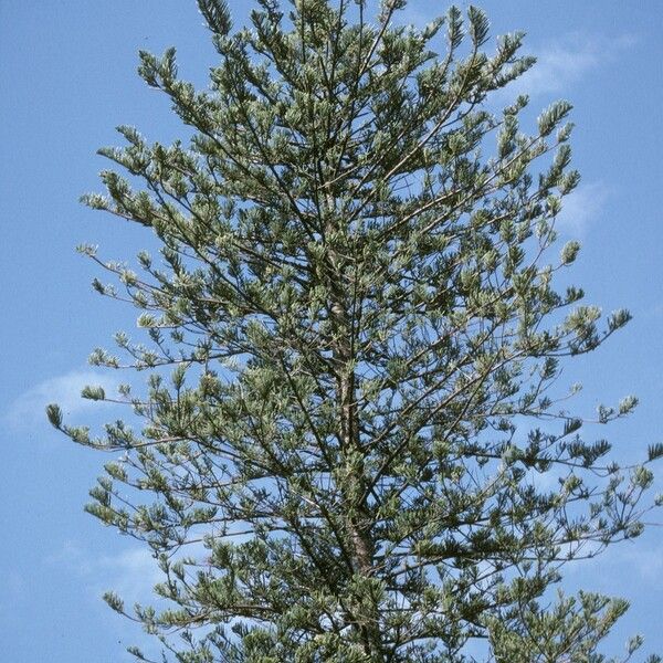 Araucaria columnaris Plante entière