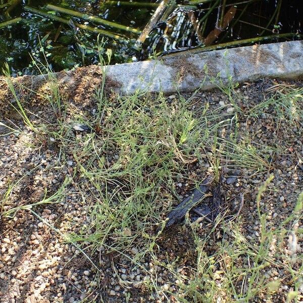 Juncus bufonius Staniste