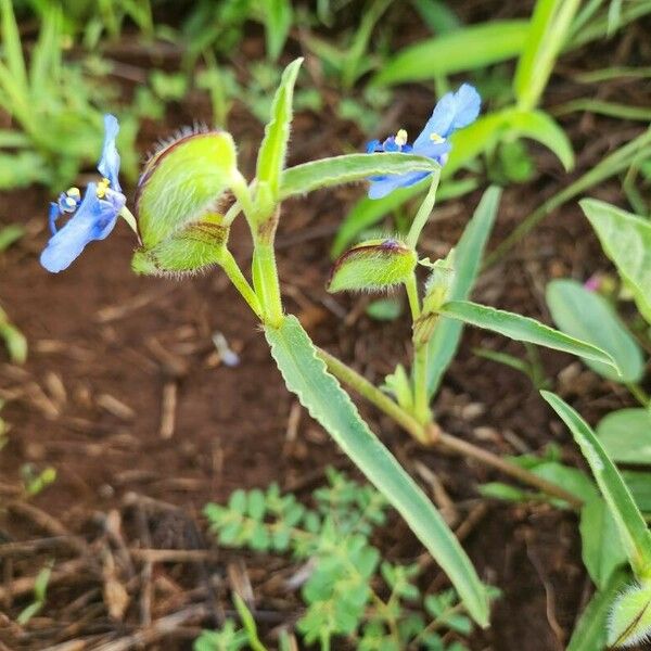 Commelina forskaolii Цветок