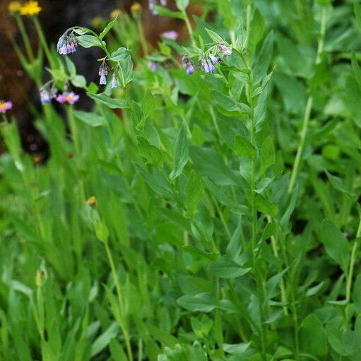 Mertensia ciliata Plante entière