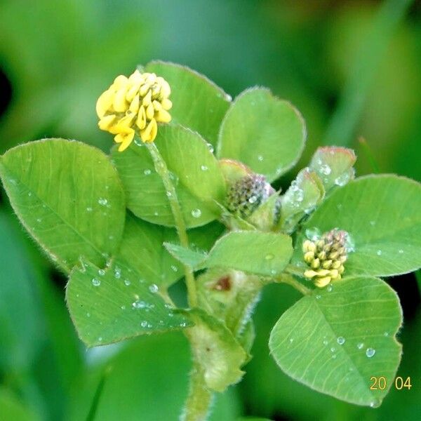 Medicago lupulina पत्ता