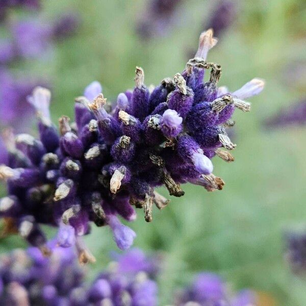 Lavandula angustifolia Flower