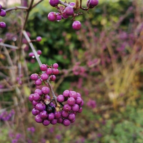 Callicarpa japonica Vaisius