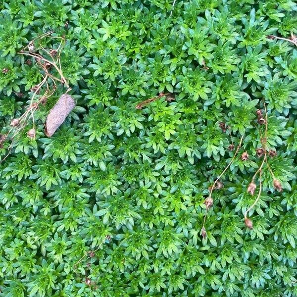 Saxifraga rosacea Blad