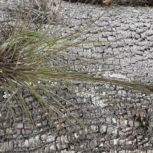 Tillandsia festucoides List