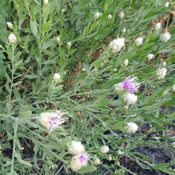 Leuzea repens Folio