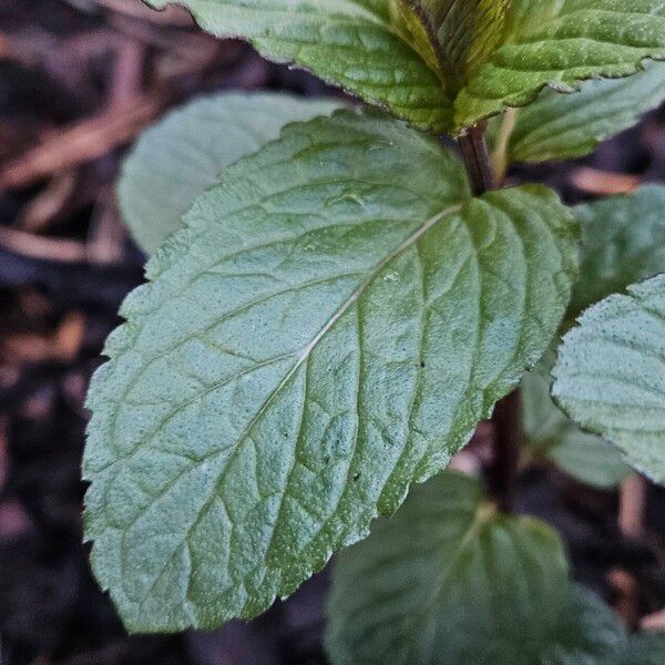 Mentha × piperita Blatt