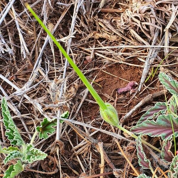 Monsonia longipes Плод