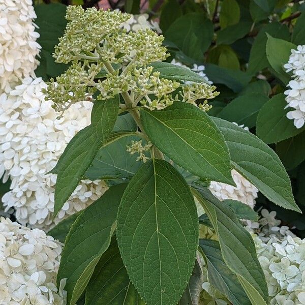 Hydrangea arborescens Лист