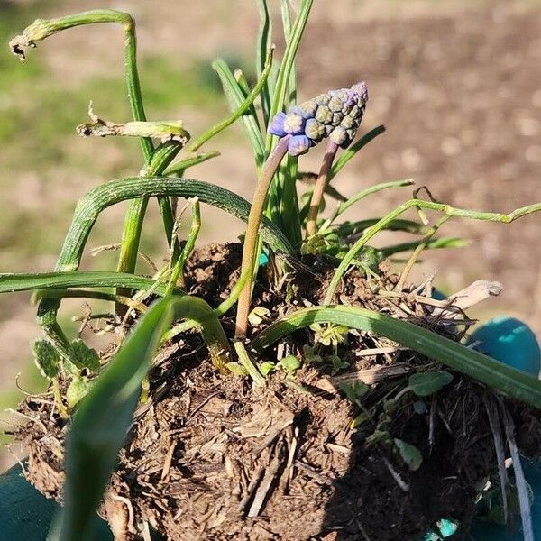 Muscari botryoides 花