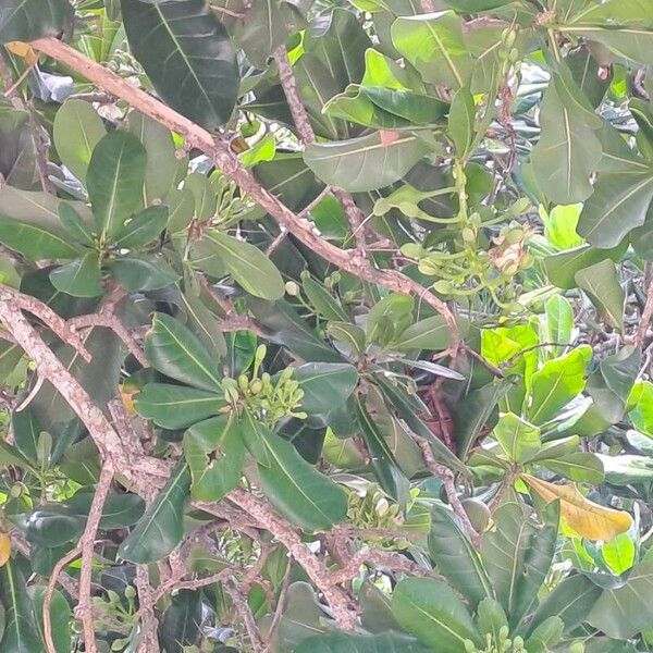 Barringtonia asiatica Ліст
