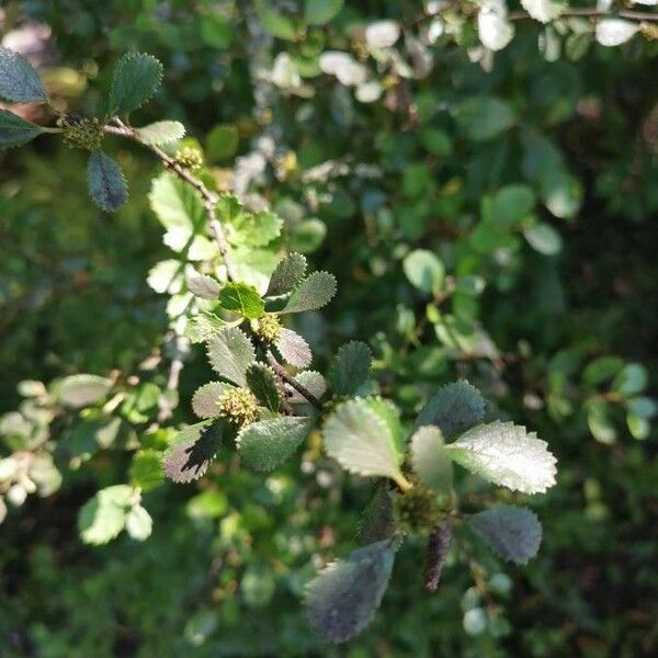 Betula humilis 葉