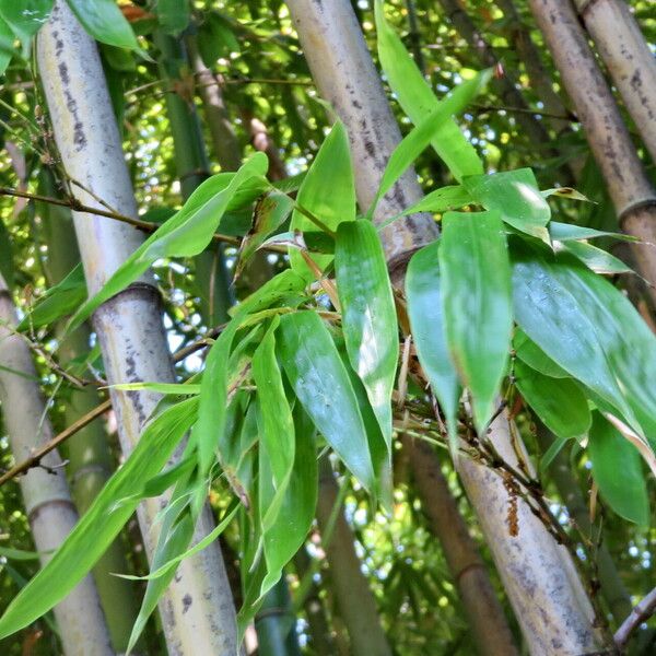 Phyllostachys aurea Blad