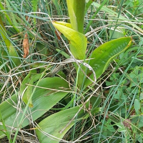 Orchis mascula برگ