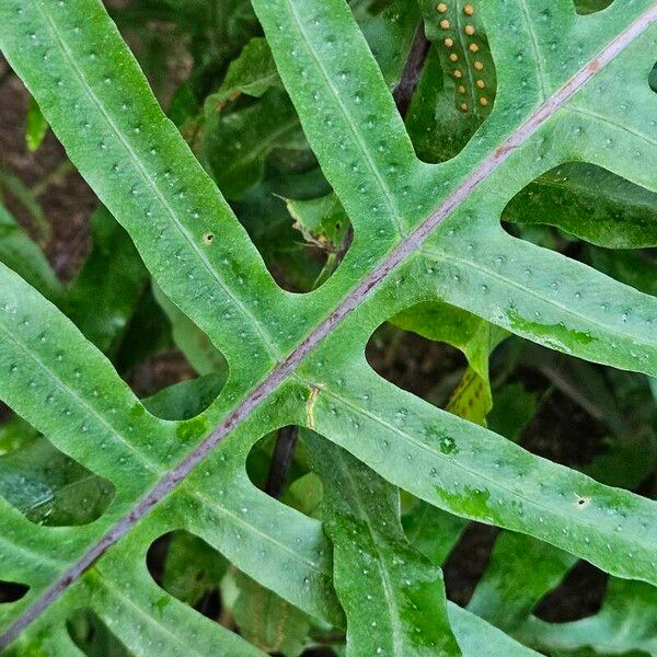 Phlebodium pseudoaureum Blad