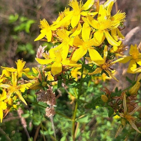 Hypericum perfoliatum Flower