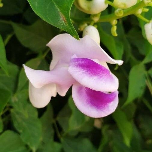 Sigmoidotropis speciosa Flor