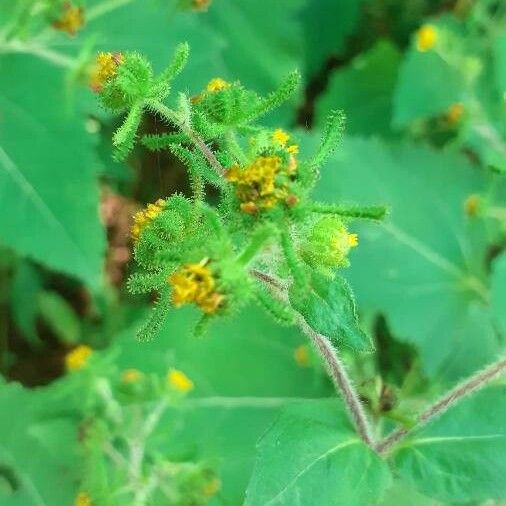 Sigesbeckia orientalis Blodyn