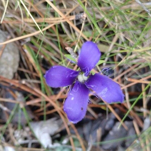 Gentianopsis ciliata Flower