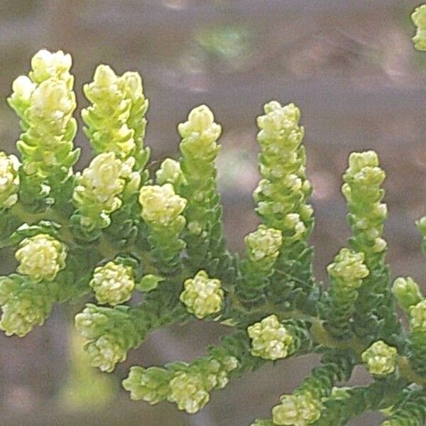 Fabiana imbricata Flower