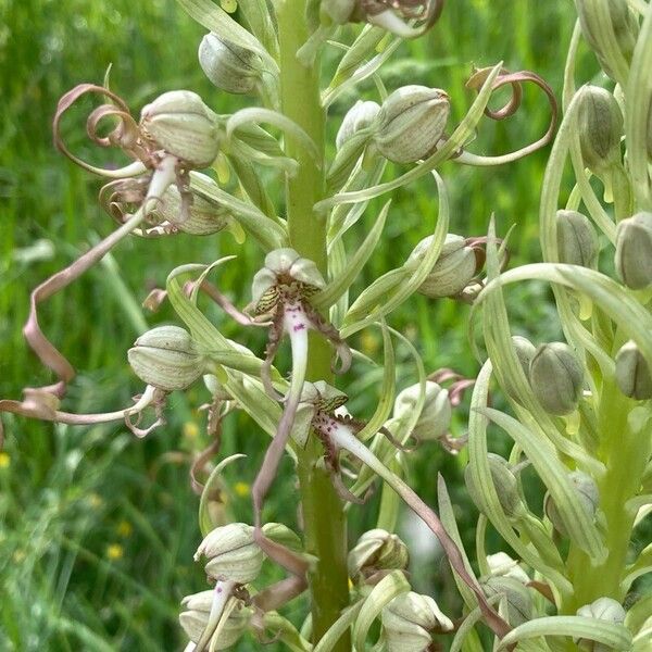 Himantoglossum hircinum Blomst