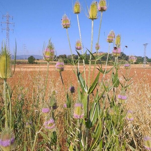 Dipsacus fullonum Habitus